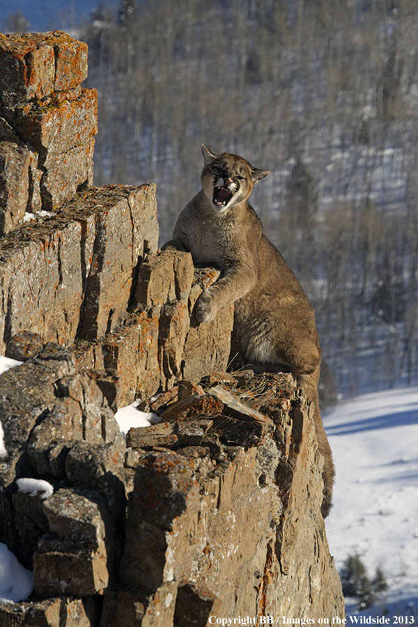 Mountain lion on cliff.