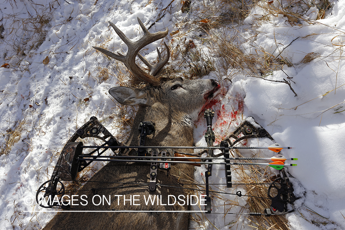 Downed white-tailed buck in field with bow.