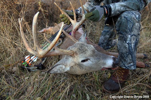 Whitetail Deer and Bowhunter