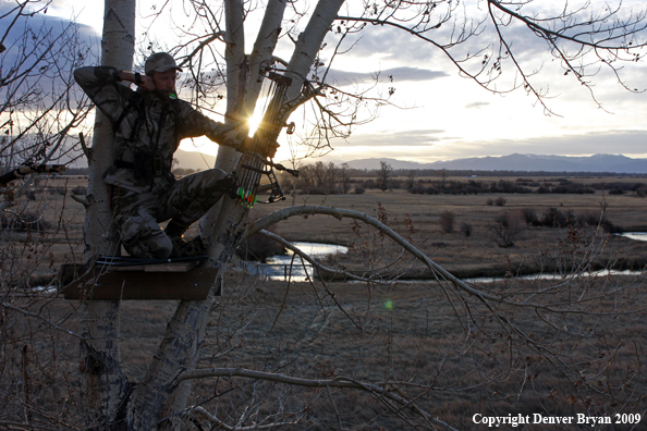 Bowhunter aiming bow from tree stand.