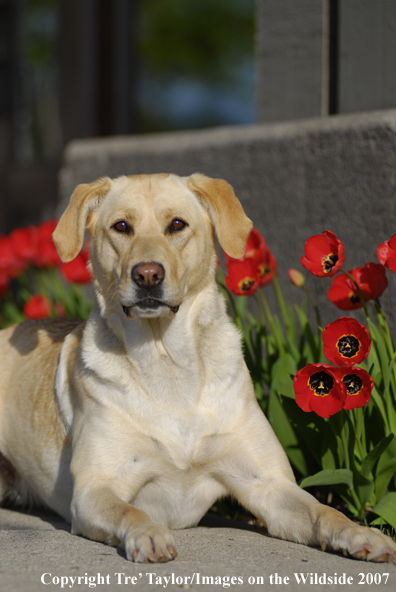Yellow Labrador Retriever