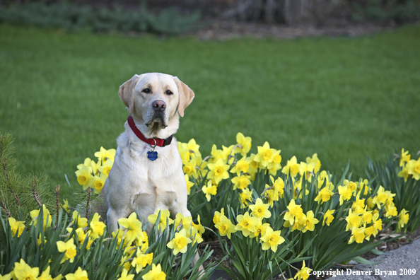 Yellow Labrador Retriever in yard