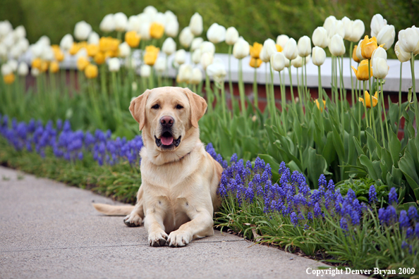 Yellow Labrador Retriever by flowers