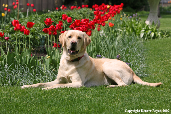 Yellow Labrador Retriever by flowers