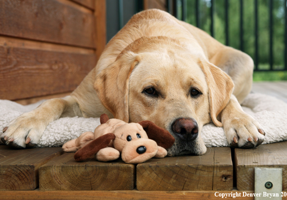 Yellow Labrador Retriever on deck with stuffed toy