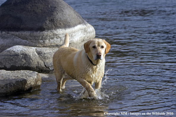 Yellow Labrador Retriever