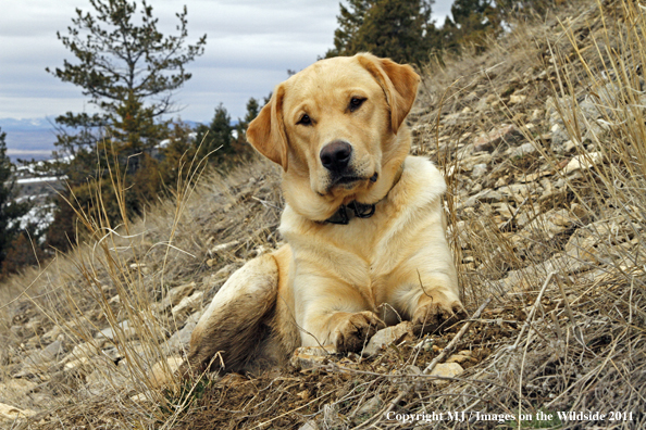 Yellow Labrador Retriever 