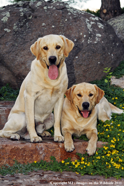 Yellow Labrador Retrievers.