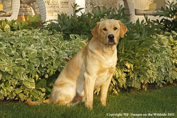 Yellow Labrador Retriever.