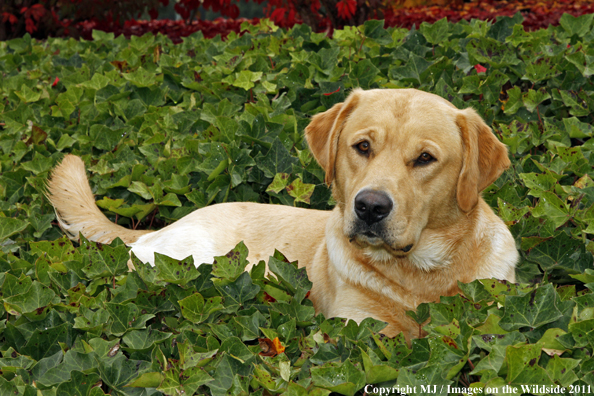 Yellow Labrador Retriever.