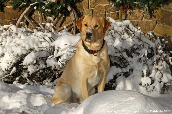 Yellow Labrador Retriever in snow. 