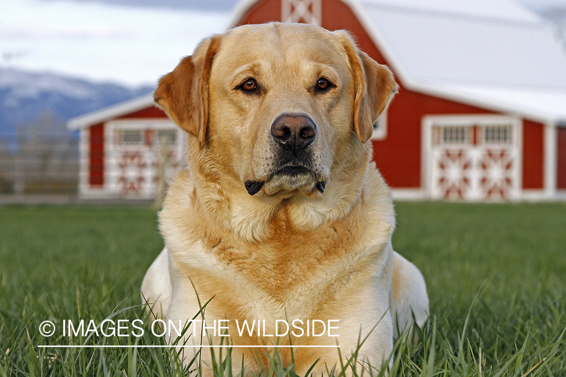 Yellow Labrador Retriever