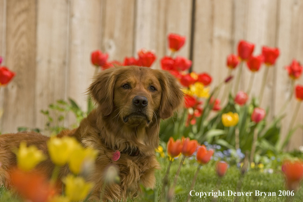 Golden Retriever on lawn with flowers.