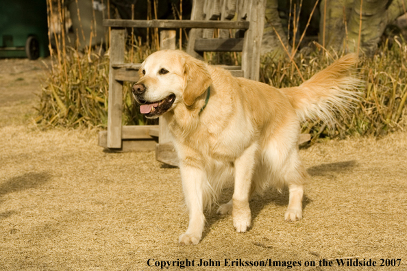 Golden Retriever 