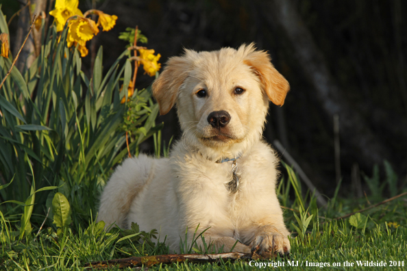 Golden Retriever Puppy.
