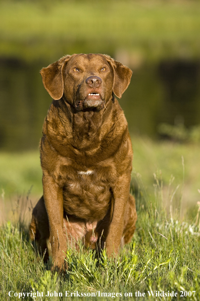 Chesapeake Bay Retriever in field.