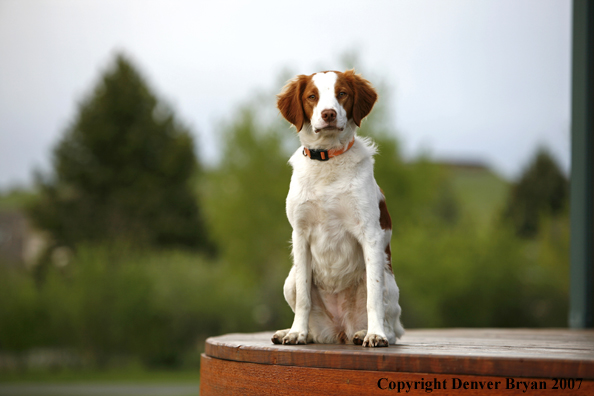 Brittany Spaniel