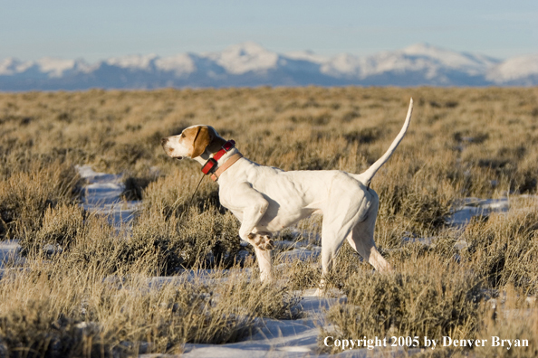  English Pointer on point in field.