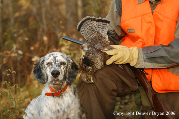  English Setter with bagged grouse and gun in woods