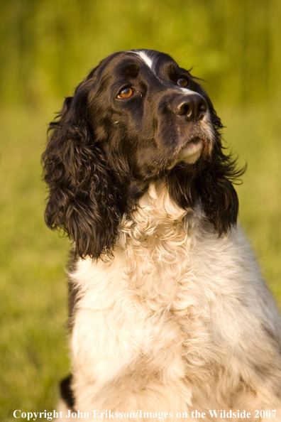 Springer Spaniel