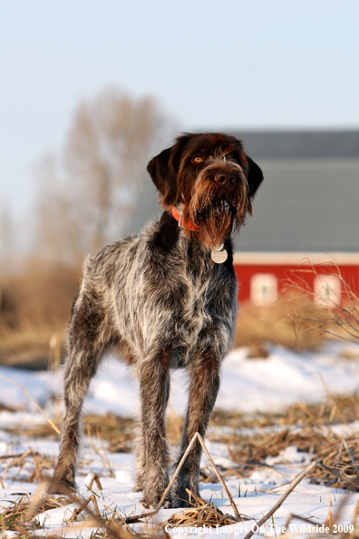 German Wirehair Pointer in field