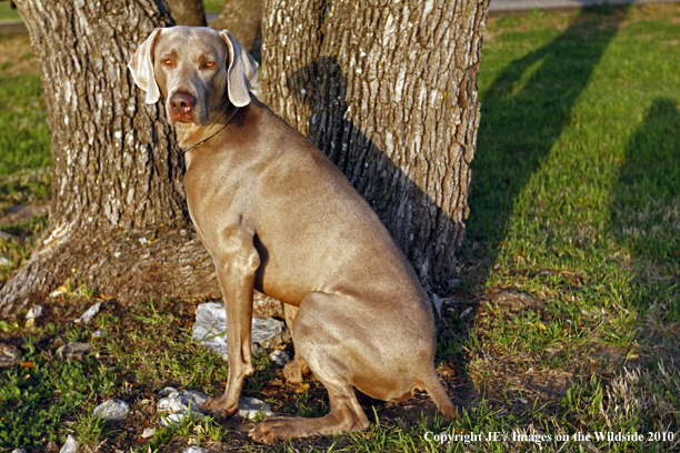 Weimaraner in field
