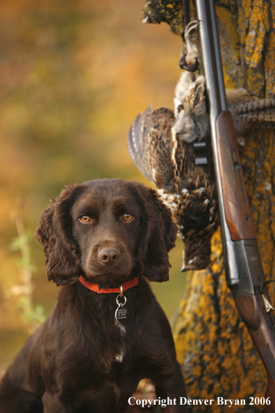 Chocolate Cocker Spaniel with bagged grouse and gun in woods