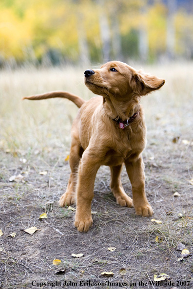 Golden Retriever puppy
