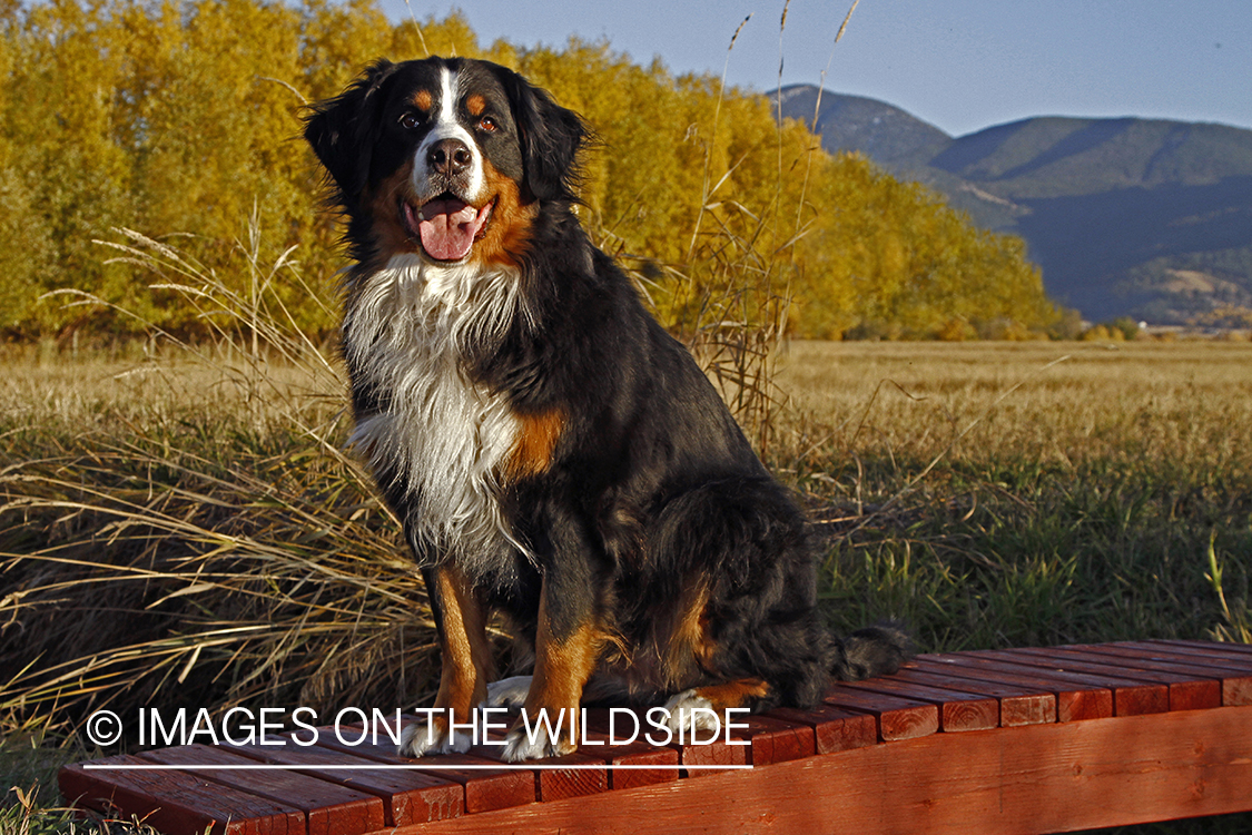 Bernese Mountain Dog