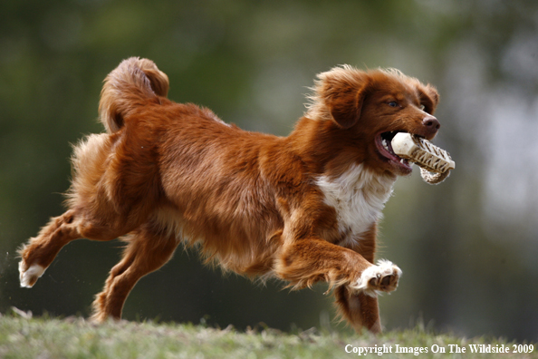 Nova Scotia duck tolling retriever