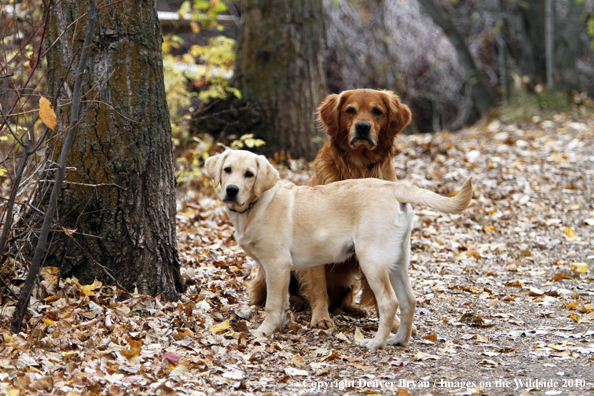 Golden Retriever and Yellow Labrador Retriever Puppy