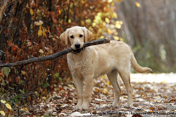 Yellow Labrador Retriever Puppy with stick