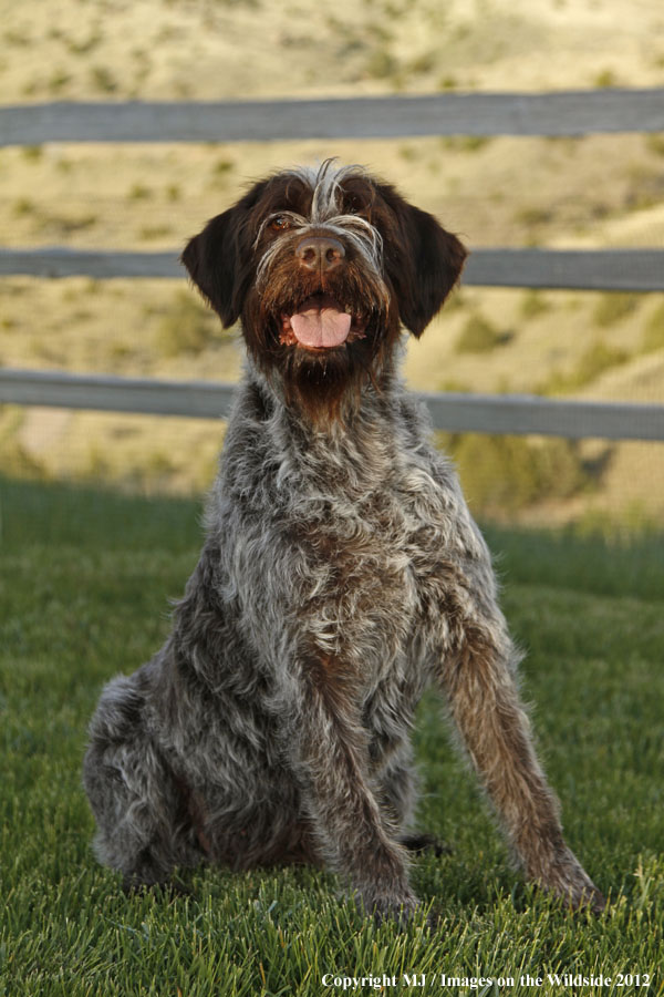 Wirehaired Pointing Griffon in yard.