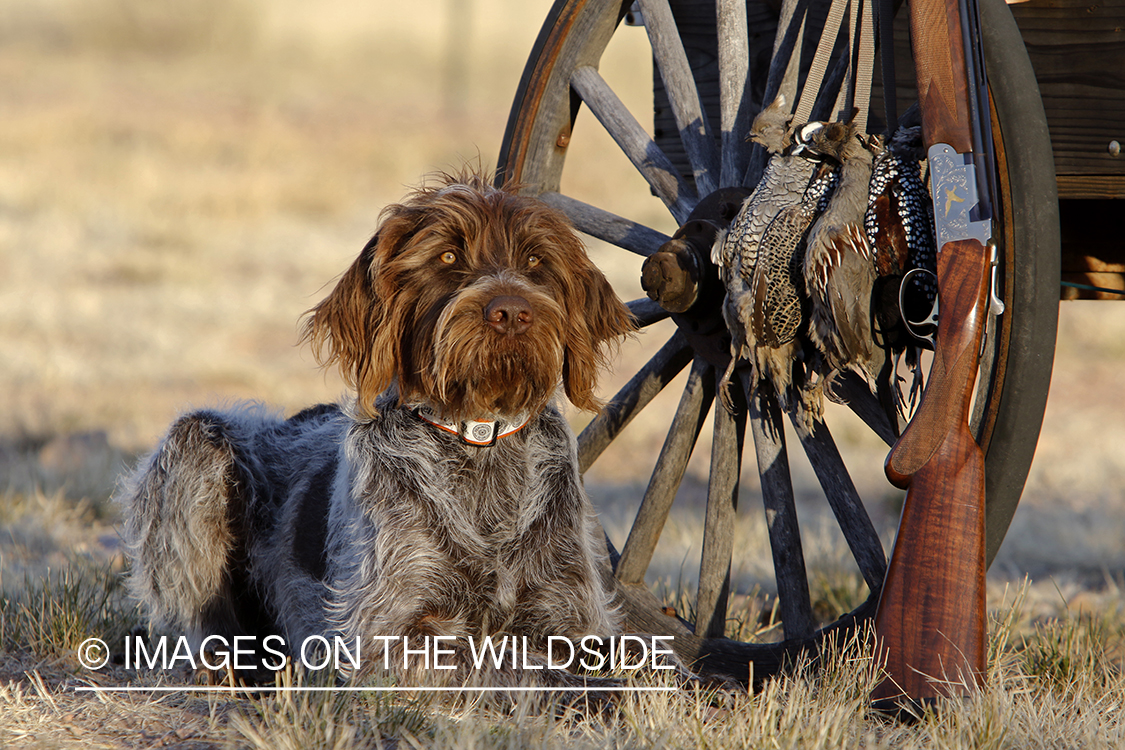 Wirehaired Pointing Griffon with bagged desert quail.