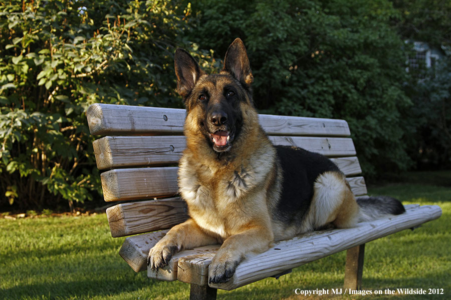 German Shepherd