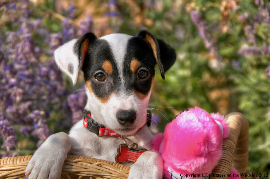 Jack russel terrier puppy.