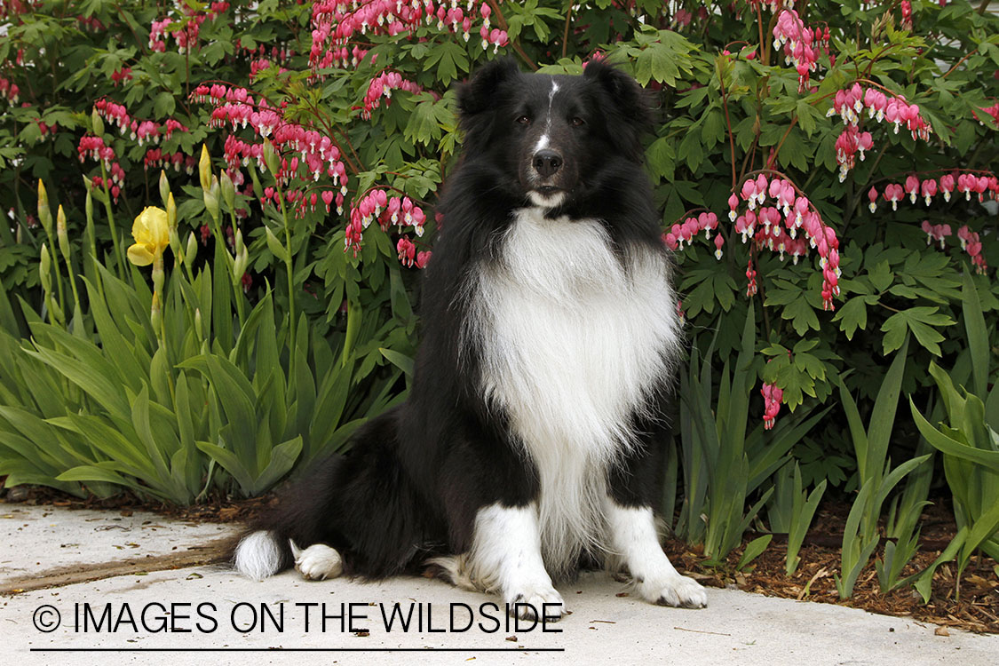 Sheltie in field. 