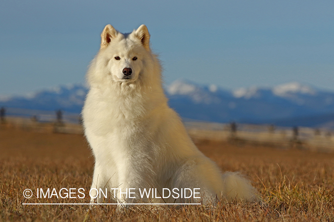 Samoyed sitting in field in front of mountains.