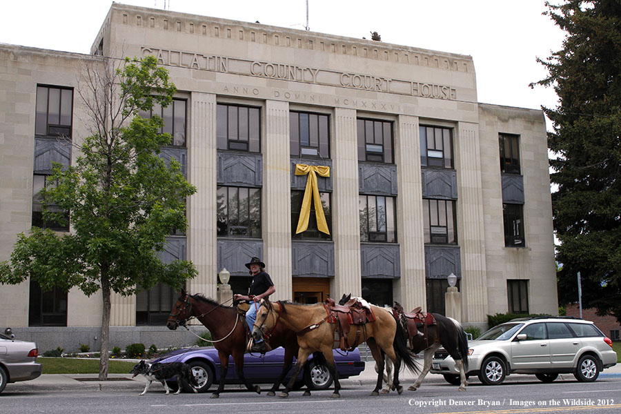 Riding horses through downtown Bozeman, Montana.