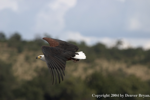 African Fish Eagle in flight.  Africa.