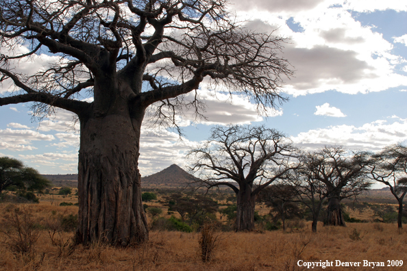 African landscape with Baobab trees.