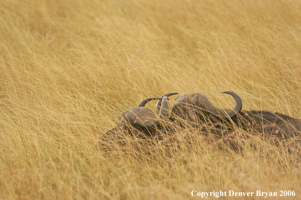 African Cape Buffalo lying in field