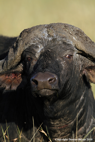Cape buffalo bull.
