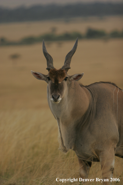 African Eland on plains