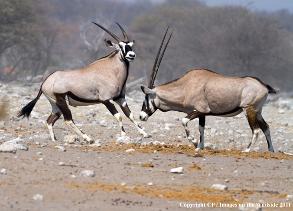 Oryx/Gemsbok fighting. 