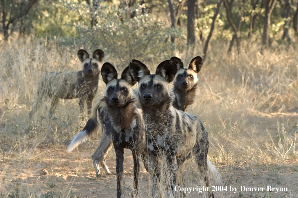 Pack of African Wild Dogs in habitat.