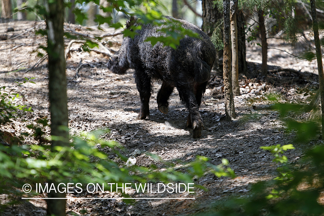 Feral hog in habitat.