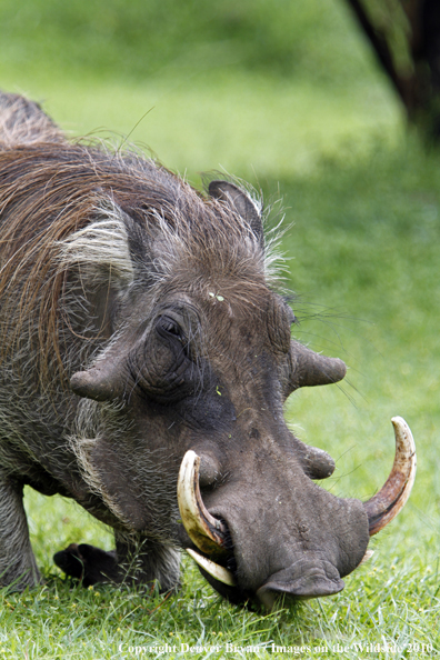 African Warthog