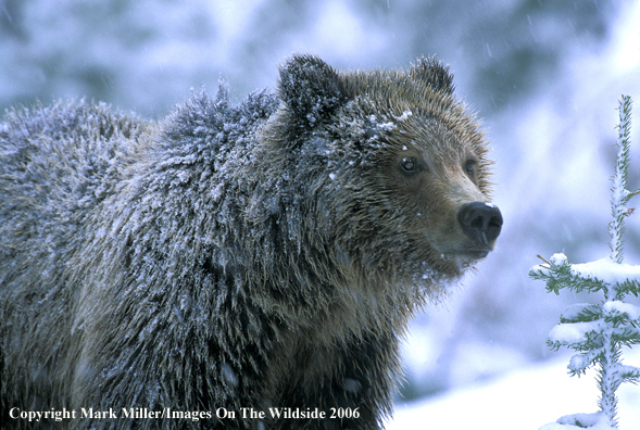 Grizzly bear in habitat.