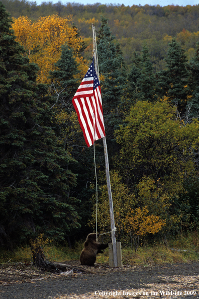 Brown/Grizzly Bear in habitat